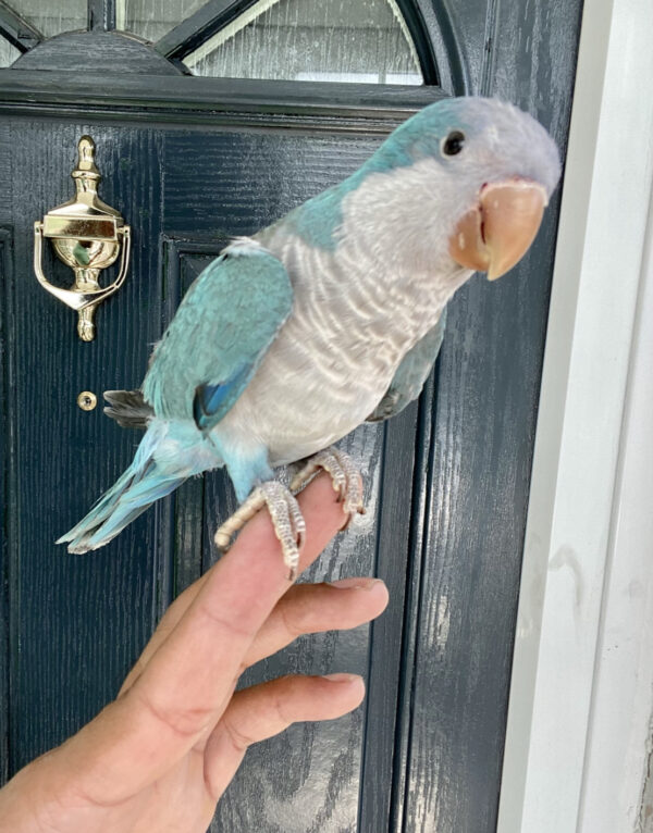 Baby tamed blue Quaker talking parrot